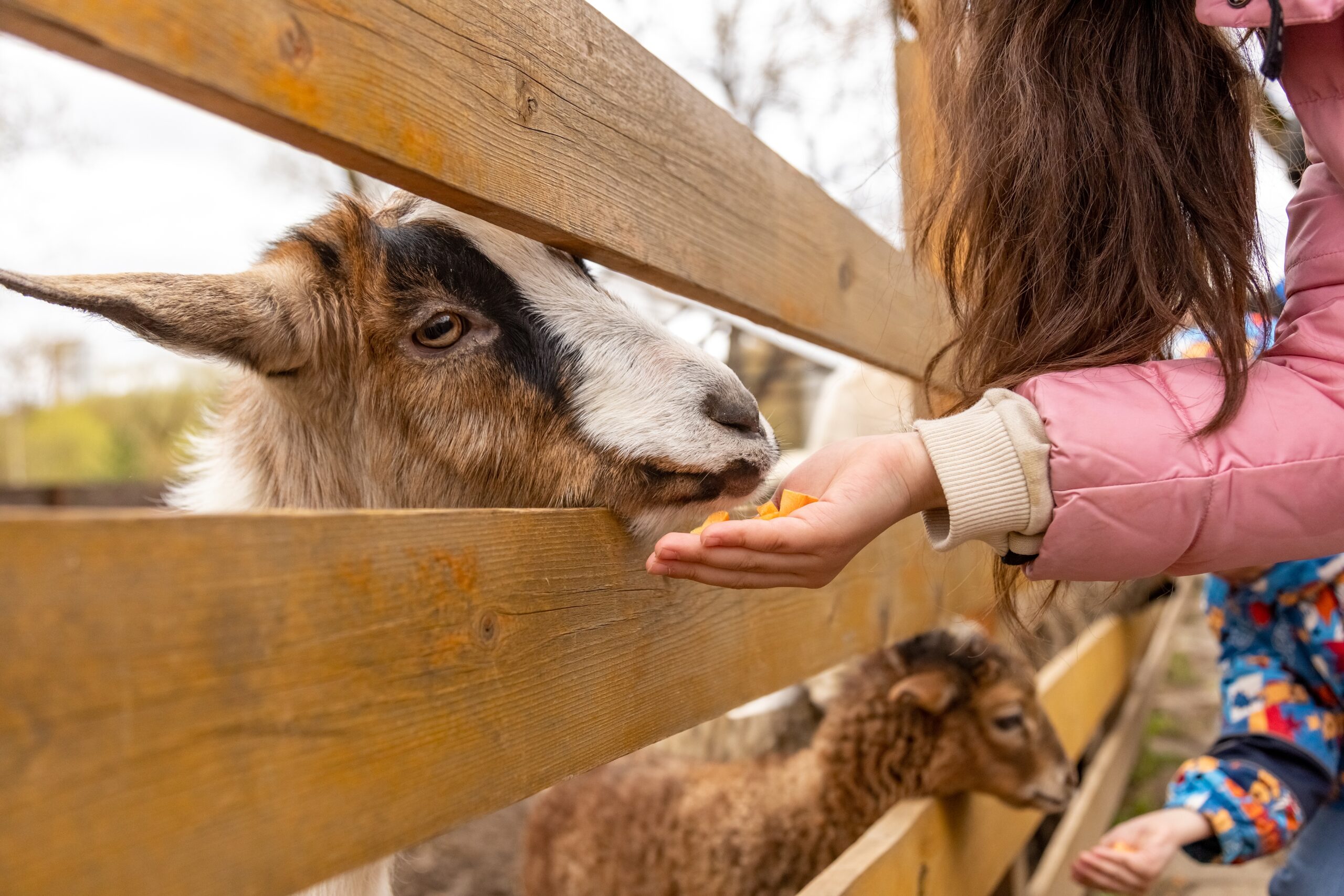 In Roscommon, a person in a pink jacket feeds a goat through a wooden fence while another goat lingers in the background. Perfect for kids, this charming spot also makes an unforgettable birthday party venue.