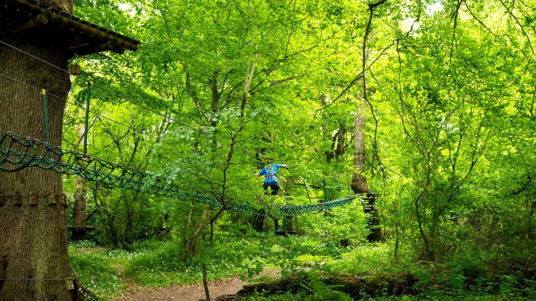 A person wearing a blue shirt is navigating a rope bridge in a lush, green forest. A person wearing a blue shirt is navigating a rope bridge in a lush, green forest.