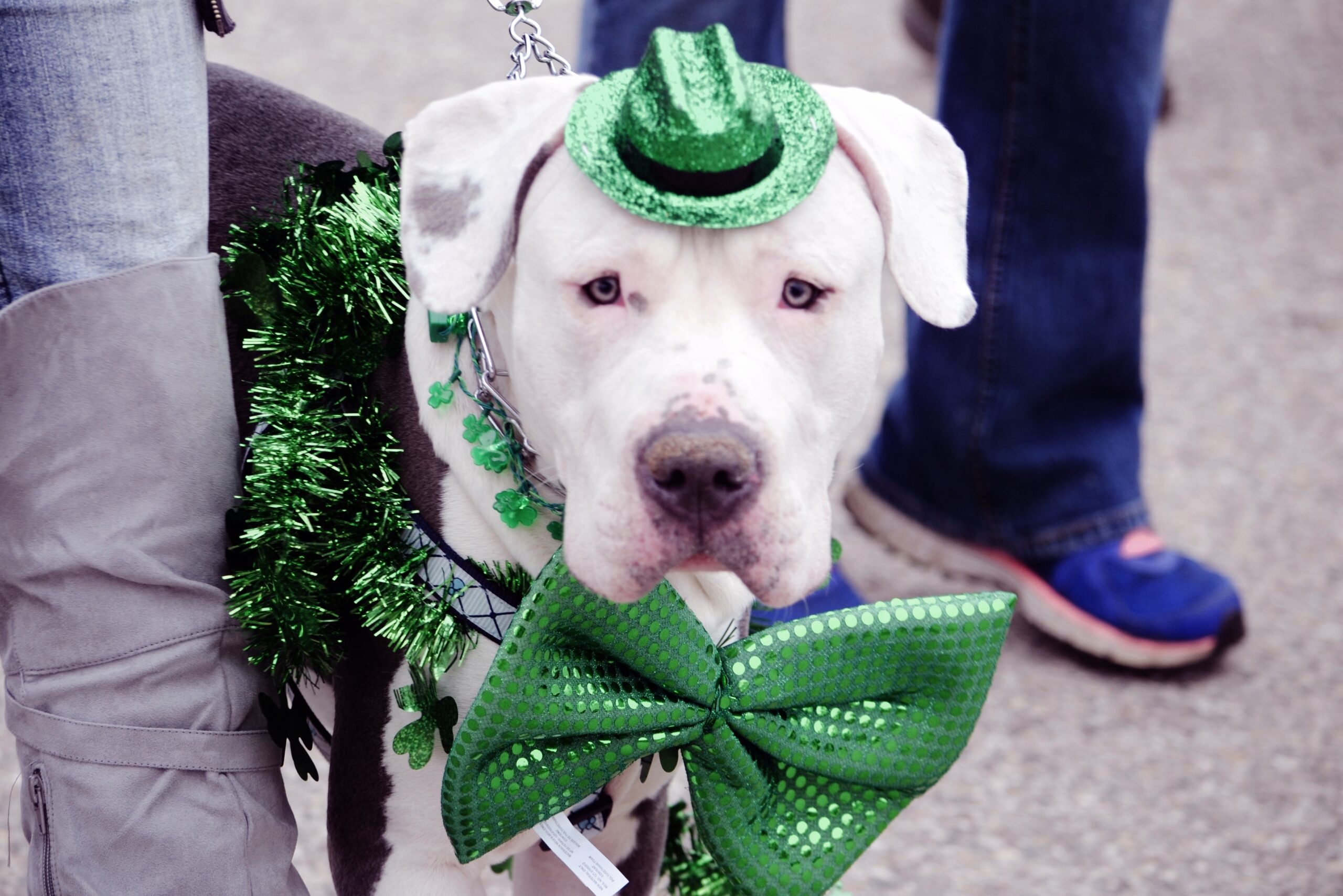 A dog wearing a green hat, large green bow tie, and green tinsel stands on a street in Cork next to a person’s legs, ready to celebrate St. Patrick's Weekend.
