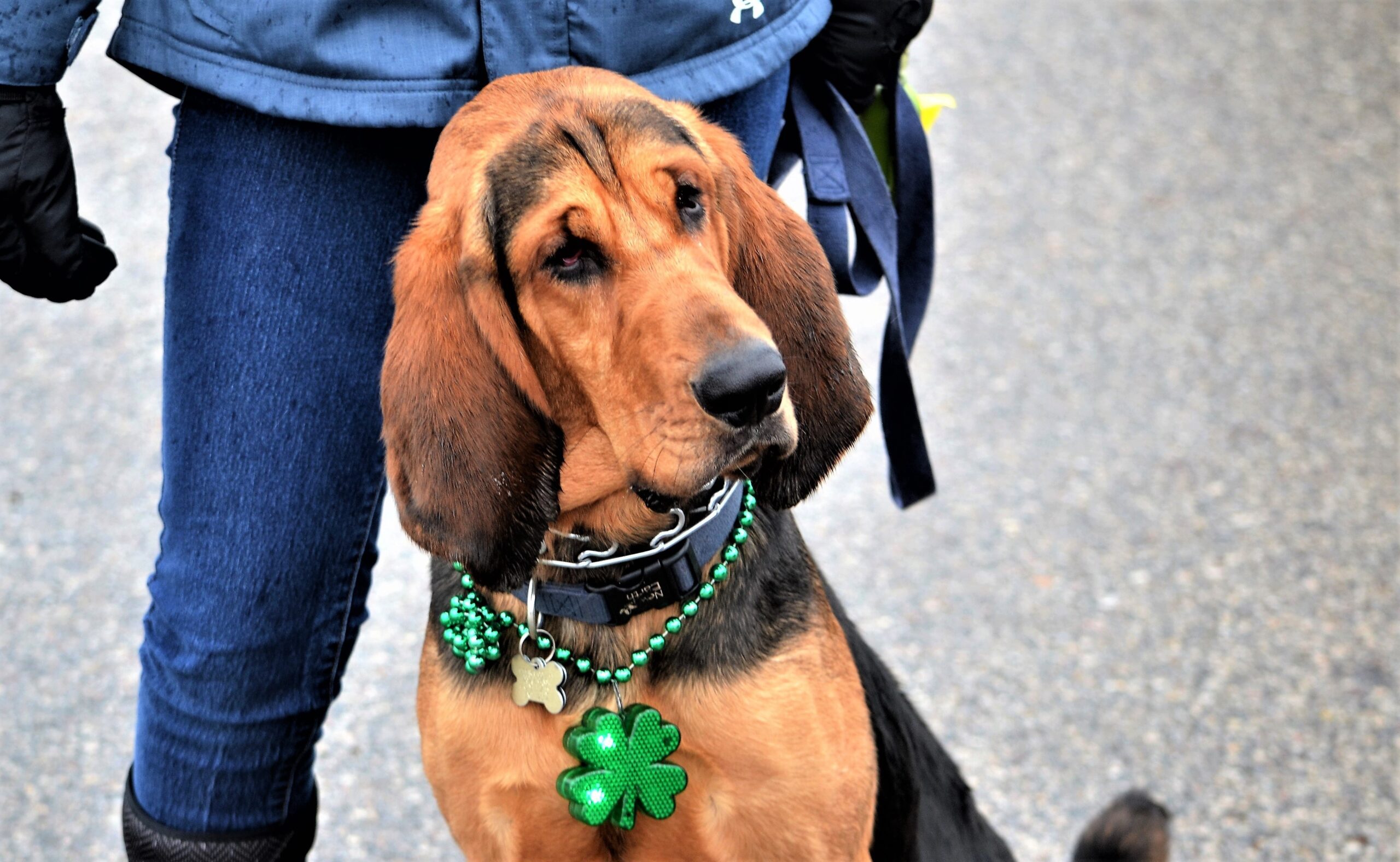 A brown and black dog wearing green St. Patrick’s Day decorations sits beside a person in blue jeans and a blue jacket, ready to celebrate St. Patrick’s Weekend in Boyle, Roscommon.