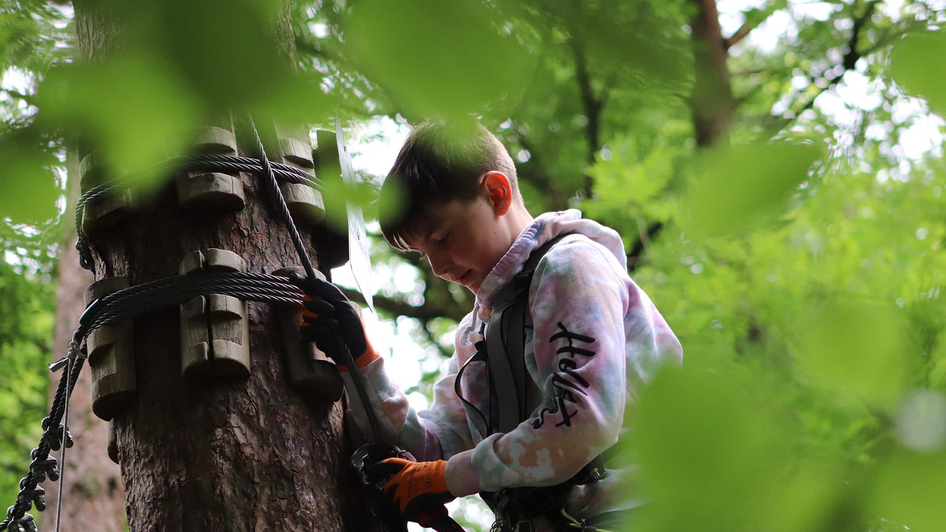 A person secured with a harness climbs a tree among lush green leaves, wearing gloves and a hoodie.