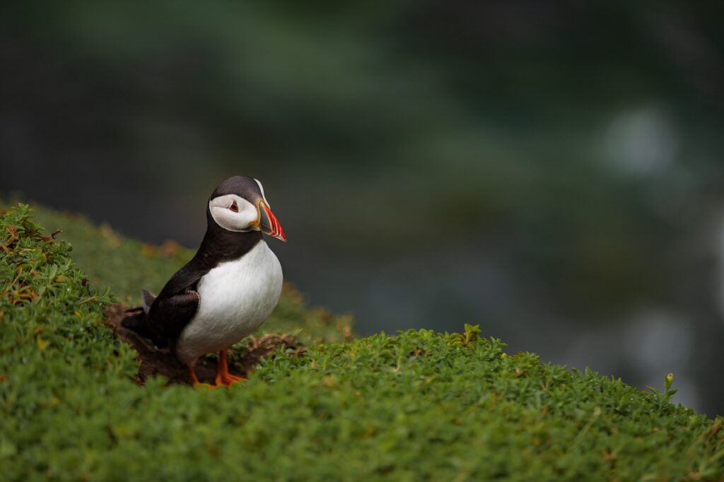A puffin stands on lush green grass in Ireland, facing forward with its distinctive colorful beak visible against a blurred background, capturing the essence of Outdoor Escapes perfect for a Spring Break adventure.