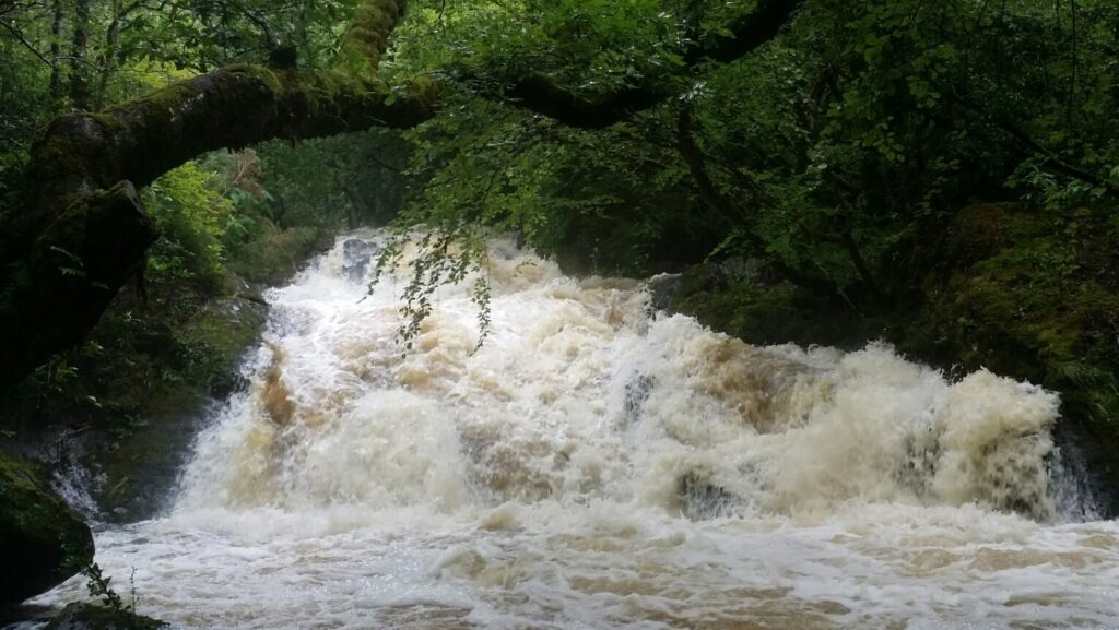 Explore the Green as a gushing waterfall flows through a lush, green forest in Ireland, with water splashing over rocks. A moss-covered tree branch arches above this Hidden Forest Adventure.