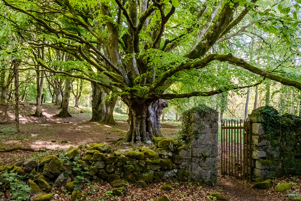 Lush green forest with a large, ancient tree and sprawling branches beside a weathered stone wall and metal gate. Dappled sunlight filters through the leaves, hinting at the magic of Hidden Forest Adventures awaiting beyond.