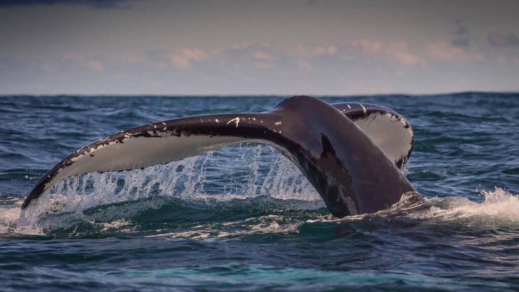 A whale’s tail fin emerges from the ocean, partially submerged, with water cascading off the edges under a cloudy Irish summer sky.