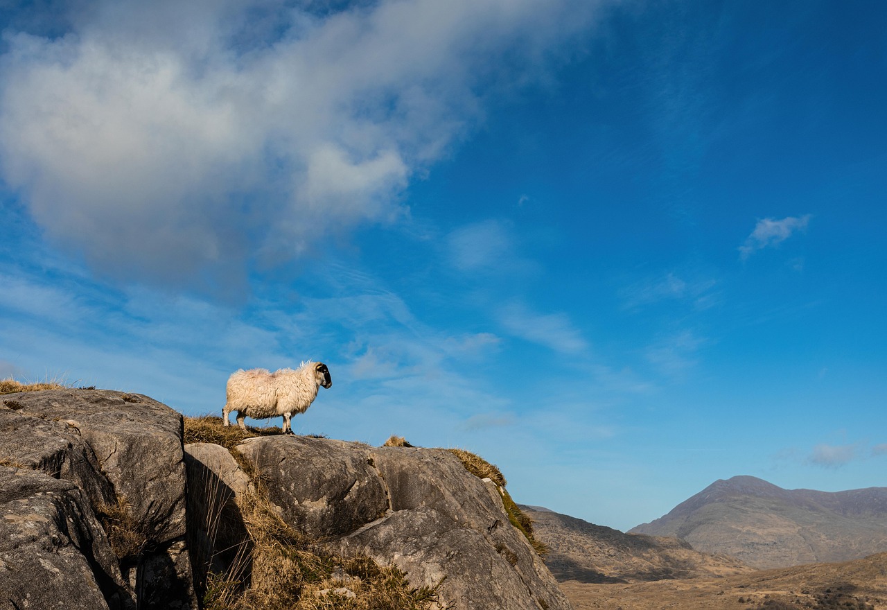 A sheep stands on a rocky hilltop under a blue sky with scattered clouds, with mountains visible in the background—a perfect scenic spot for thrill seekers exploring unique stag party ideas in Ireland.