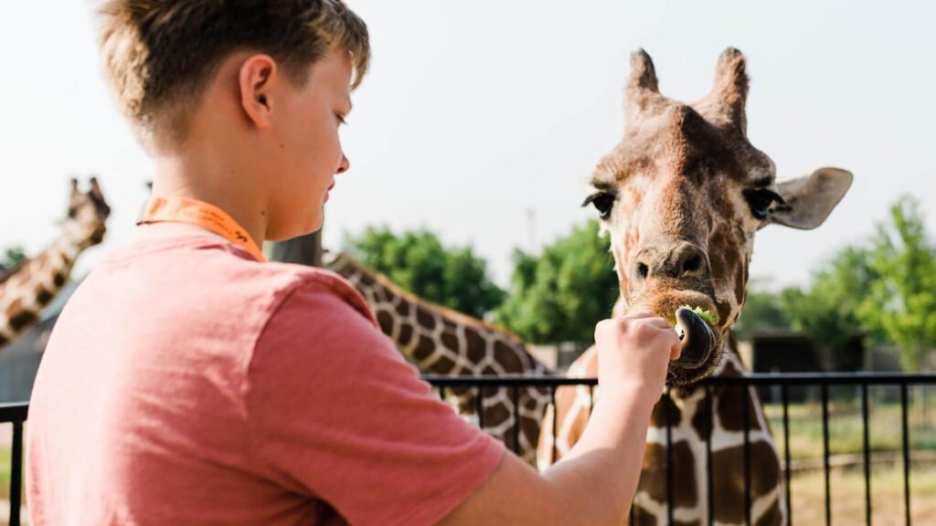 A boy in a pink shirt enjoys one of many nature activities as he feeds a giraffe through a fence at the zoo, with another giraffe visible in the background.
