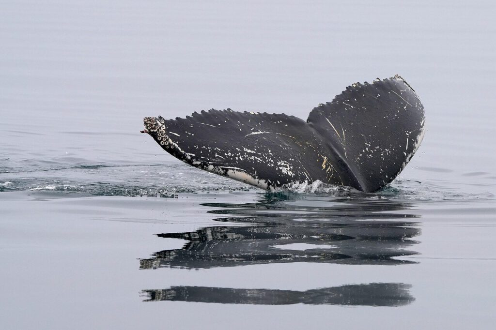 A humpback whale's tail fin, partially submerged, rises from calm, reflective water with barnacles—an awe-inspiring sight for those seeking unique outdoor activities Ireland offers all year round.